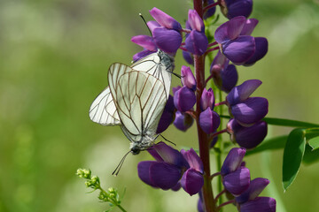  Baum-Weißling (Aporia crataegi)  bei der Paarung