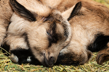 Alpine Goat Dairy Animal. A little sleeping baby goat.