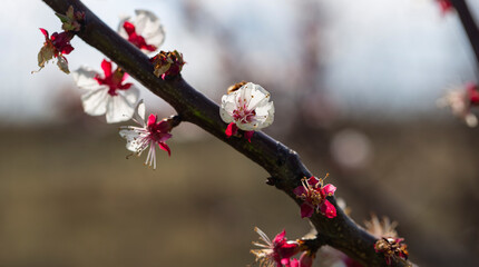 An apricot blooming against the sky. Spring changes in plant life. White fruit tree flowers.