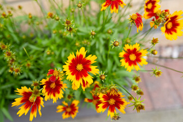 Macro view of yellow and red flowers in full summer bloom. Seen in a container in a patio setting.