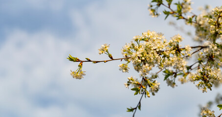 Cherry blossoms. White flowers of fruit tree.