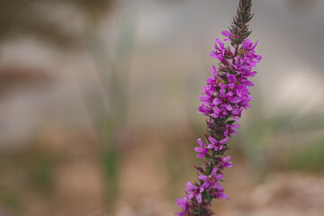 Obraz premium Close up of purple loosestrife (lythrum salicaria) flowers in bloom