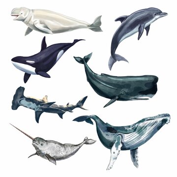 Watercolor whale illustration isolated on white background. Hand-painted realistic underwater animal art. Killer, Hammerhead Shark, Beluga, Sperm Whale, Narwhal, Dolphins, Orcas, Cachalot whales for