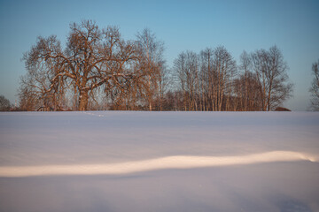Winter sunset. Landscape, snow-covered field in the rays of sunset with frozen trees on the horizon in backlight