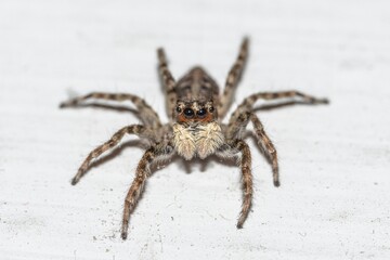 Close-up of a jumping spider on a house wall