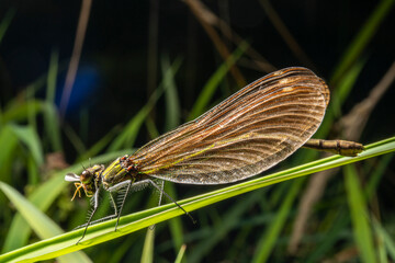 libellule sur un brin d'herbe
