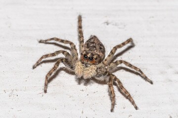 Close-up of a jumping spider on a house wall