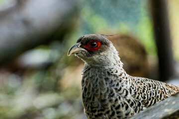 Closeup of a Khalij Pheasant female