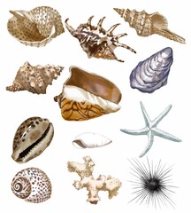 Watercolor set of seashells, seahorse, starfish, coral on an isolated white background, hand drawing, summer sea clipart