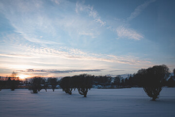 evening sunset over snow covered field, tree silhouettes with leafless branches, magentas and blues, copy space for text on snow, almost cloudless sky, heavenly beautiful blue hour in january