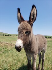 Friendly Burros Used to People, Custer State Park, South Dakota