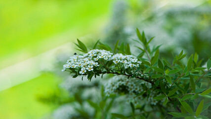 Spiraea. Close-up of garden flowers Spiraea flower. White spiraea flower, or gray. Spiraea flower background. macro photo of nature, place for text. bright floral background