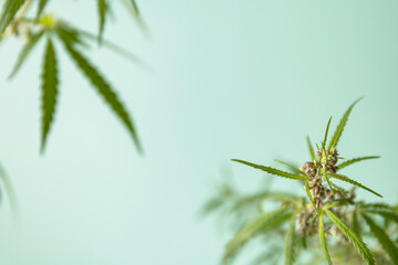 Herbal Alternative Medicine Concept. Blooming female marijuana flowers and leafs on green pastel background. Copy space.