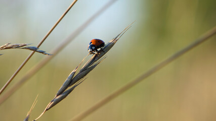 Coccinellidae is a widespread, Ladybird beetle, ladybugs. red beetle with black dots. insects in the wild. natural background. macro nature. ladybug sitting on a meadow plant