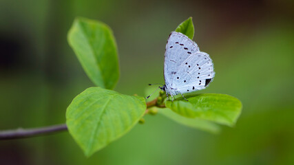 little blue butterfly sits on a green leaf. A bright blue butterfly sits on a tree branch on a beautiful blurred green background. Common blue, Polyommatus icarus. macro nature