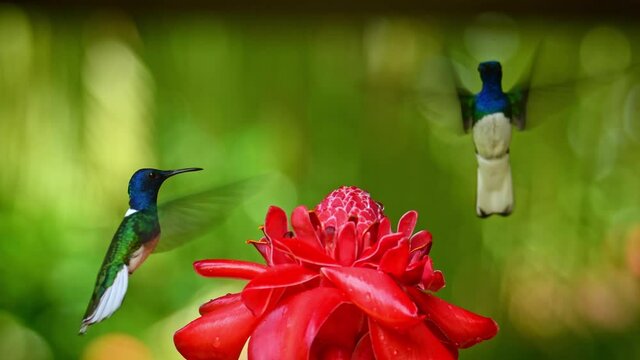 White-necked jacobin - Florisuga mellivora also great jacobin or collared hummingbird, Mexico, south to Peru, Bolivia and south Brazil, Tobago (flabellifera), Trinidad (mellivora), on the red bloom.
