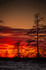 Winter sunset at Mer Bleue.