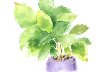 hydrangea, lush foliage in a purple pot, watercolor illustration, sketch