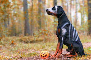 Doberman dog for halloween, horror spooky. Black pet sits like a ghost us pumpkin jack, scary and creepy. Golden autumn.
