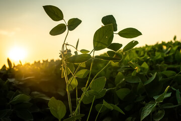 Soybean crop in the non-GMO field. Glycine max, soybean, soya bean sprout growing soybeans on an...