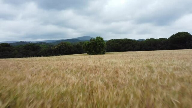 vista aerea campo de trigo en d&iacute;a nublado con &aacute;rbol al fondo
