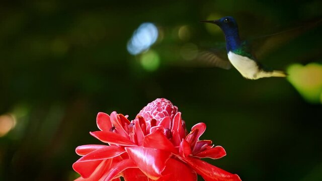 White-necked jacobin - Florisuga mellivora also great jacobin or collared hummingbird, Mexico, south to Peru, Bolivia and south Brazil, Tobago (flabellifera), Trinidad (mellivora), on the red bloom.