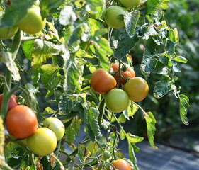 tomates - 453157343