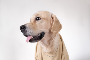 A large dog in a beige sweatshirt and sunglasses sits on a white background. Golden Retriever in rapper clothes