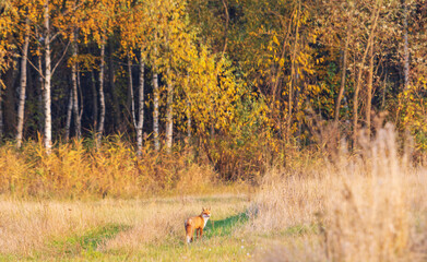 red fox stands among the autumn landscape