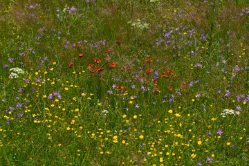 Bienenwiese mit vielen Wildblumen