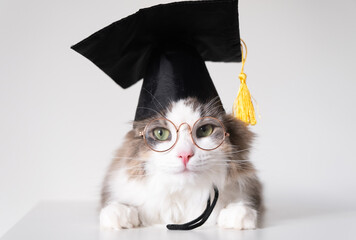 A smart gray cat in a graduation hat and glasses sits on an isolated white background. The pet...