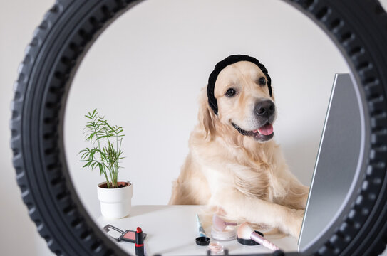 A cute dog sits at a table with cosmetics and a ring lamp. Golden Retriever makeup artist. Creative photo of a pet.