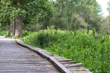 Obraz premium wooden pathway to walk above marsh, nettles and poplar trees