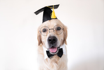 A dog in a graduate costume. A golden retriever in a black graduation hat and glasses sits on a...