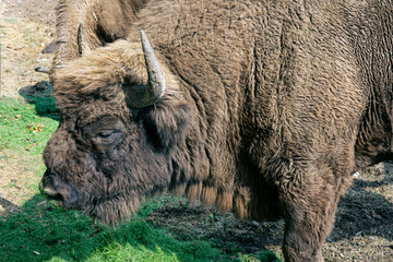 Grazing buffalo on the plains