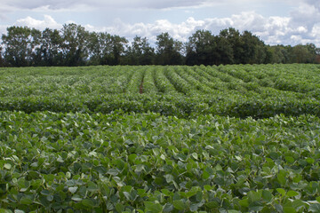 landscape of rows of organic soybean, summertime in France
