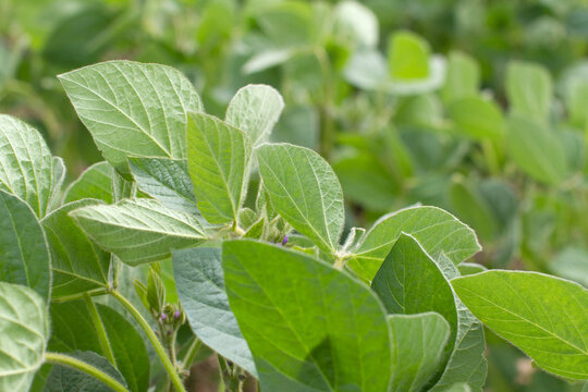 closeup of organic soybean plants and green leaves for carbohydrates