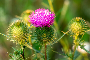 Cirsium vulgare, spear thistle, bull thistle, or common thistle plant provides great deal of nectar for pollinators. inflorescence pink-purple with thorns. roots used as poultice 