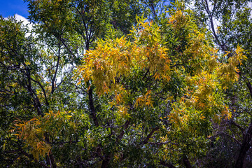 Green and Yellow Trees