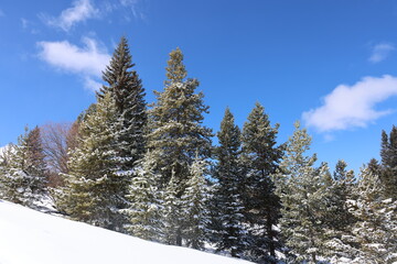 trees in snow, snow covered pine trees, blue sky with clouds