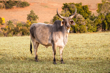 Guzerat is a Zebu cattle breed, imposing, with large lyre-shaped horns. Easy to handle, fertile and suitable for meat and milk production - obrazy, fototapety, plakaty