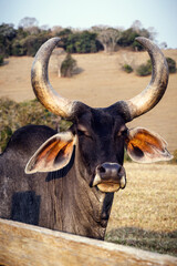 Guzerat is a Zebu cattle breed, imposing, with large lyre-shaped horns. Easy to handle, fertile and suitable for meat and milk production