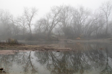 reflection of foggy trees