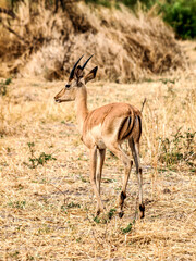 Impala walking in the yellow grass