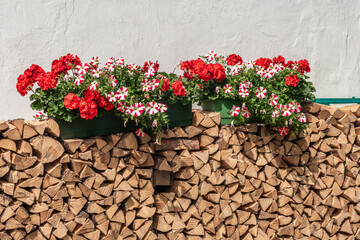 a flowers pots with geranium flowers on a firewood pile