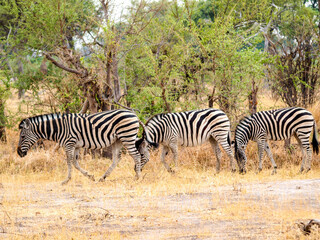 Fototapeta na wymiar Zebra group in the yellow grass