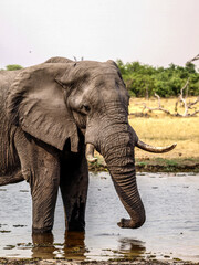 Elephant drinking at a waterhole
