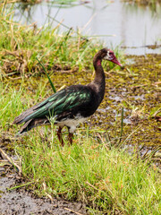 Spurwinged goose