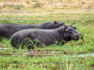 Hippopotamus eating inside the water