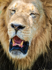 Male lion head closeup